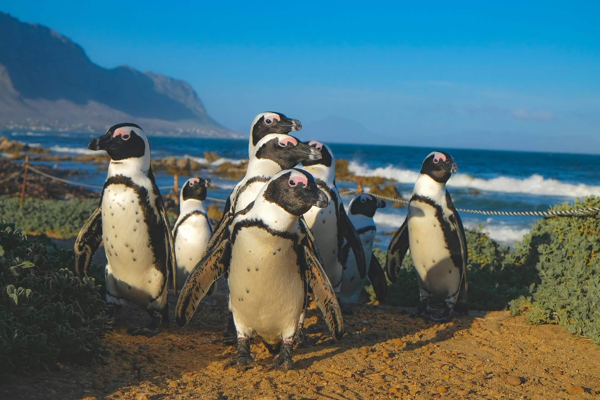 Colonie de manchots du Cap sur une plage d'Afrique du Sud