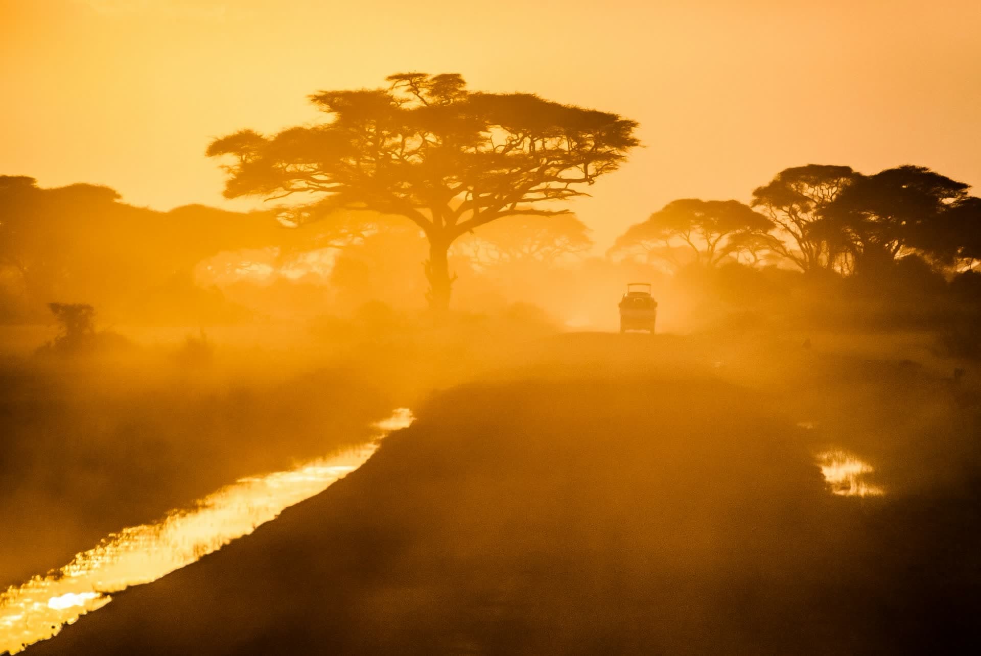 Arbres se détachant dans la brume au lever du soleil, dans la campagne sud-africaine