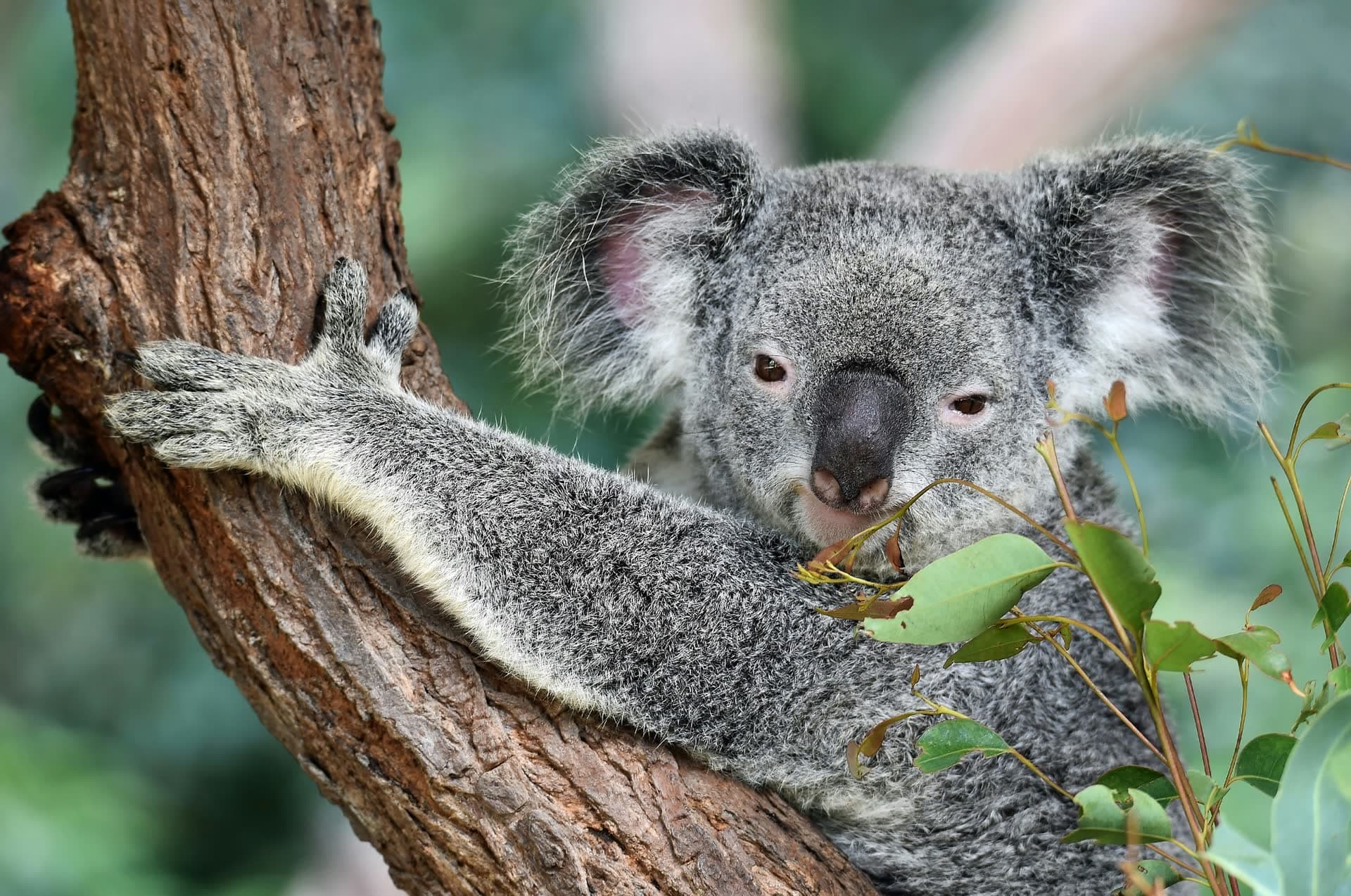 Koala accroché à un eucalyptus, en Australie