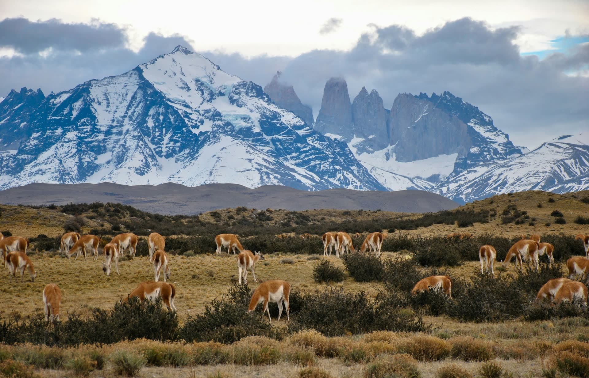 Guanacos paissant devant les tours du Paine, en Patagonie chilienne