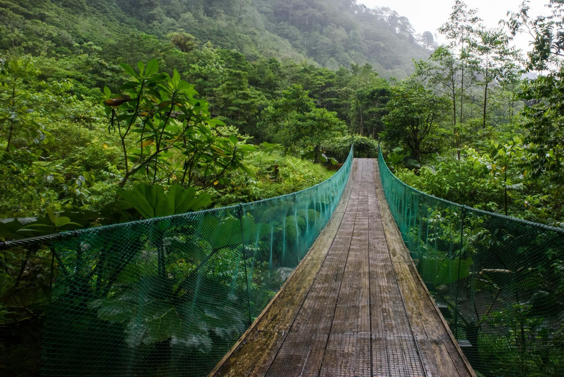 Pont suspendu au-dessus de la canopée, dans la forêt tropicale du Costa Rica