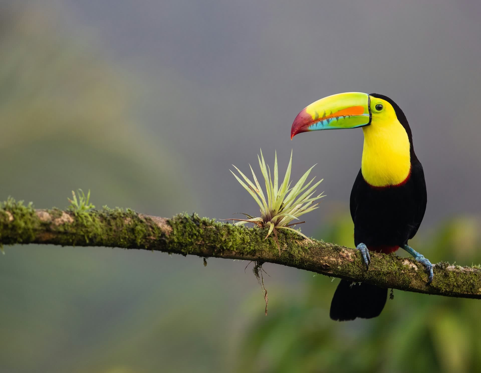 Toucan perché sur une branche dans la forêt costaricienne