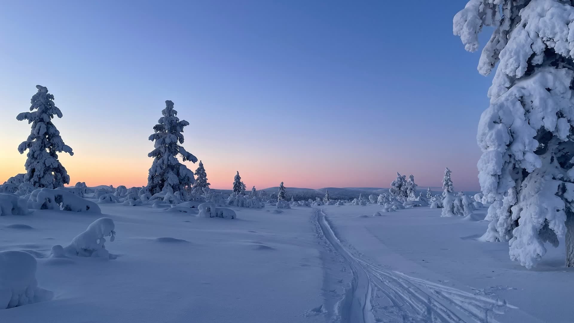 Arbres ployant sous la neige en Laponie finlandaise