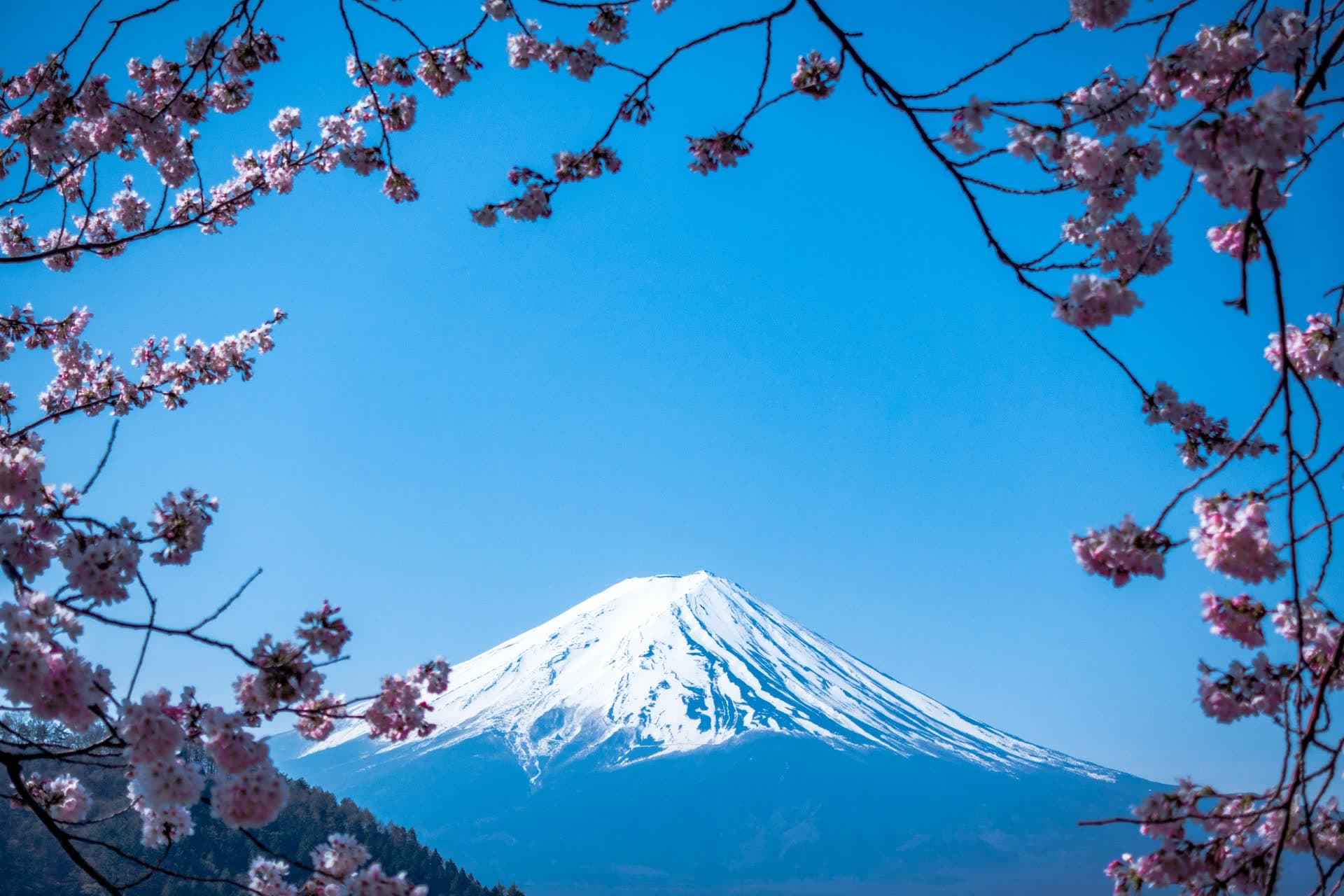 Le mont Fuji encadré de cerisiers en fleurs, au Japon. Vivre au Japon : notre fiche expatriation.