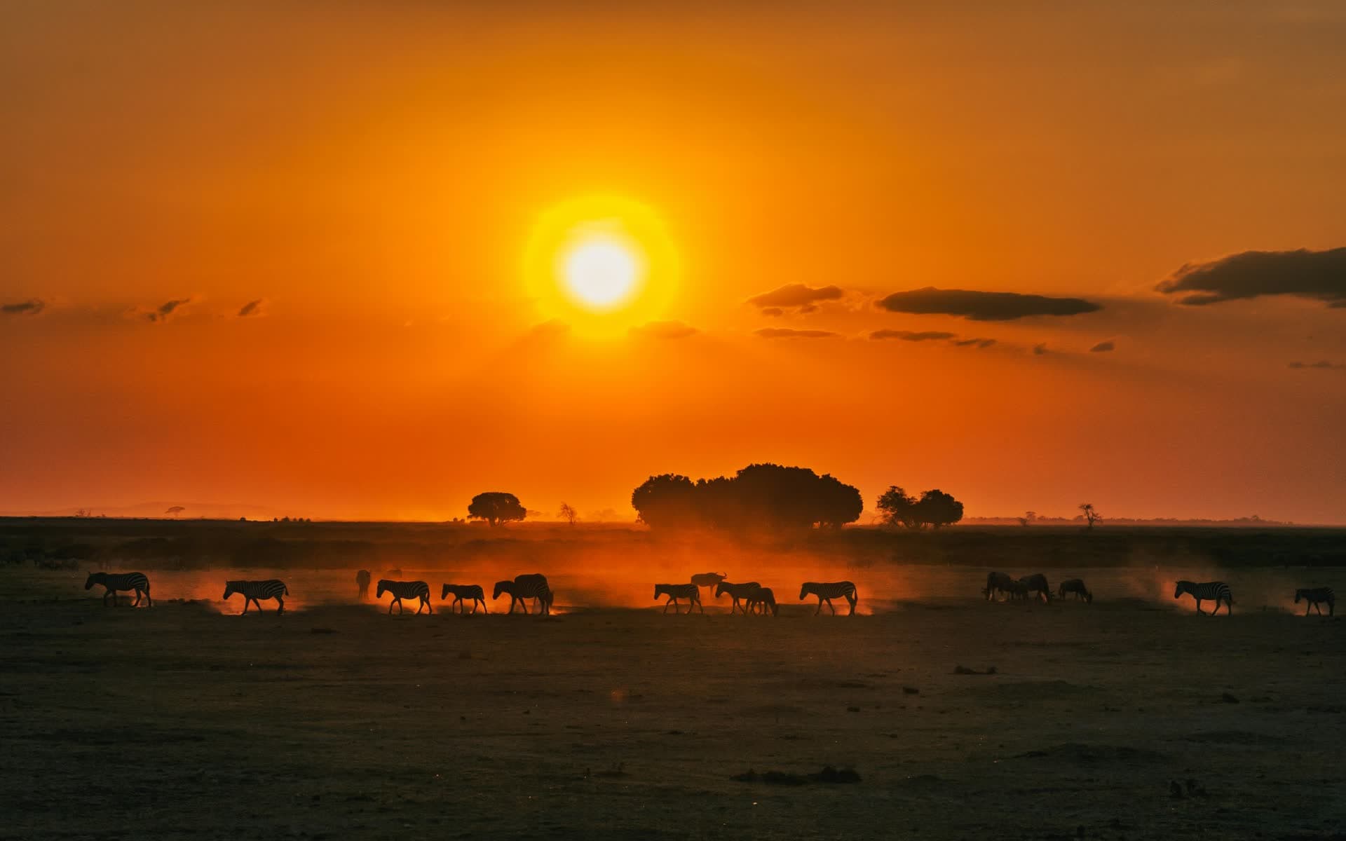 Troupeau de gnous dans la savane au coucher du soleil, au Kenya