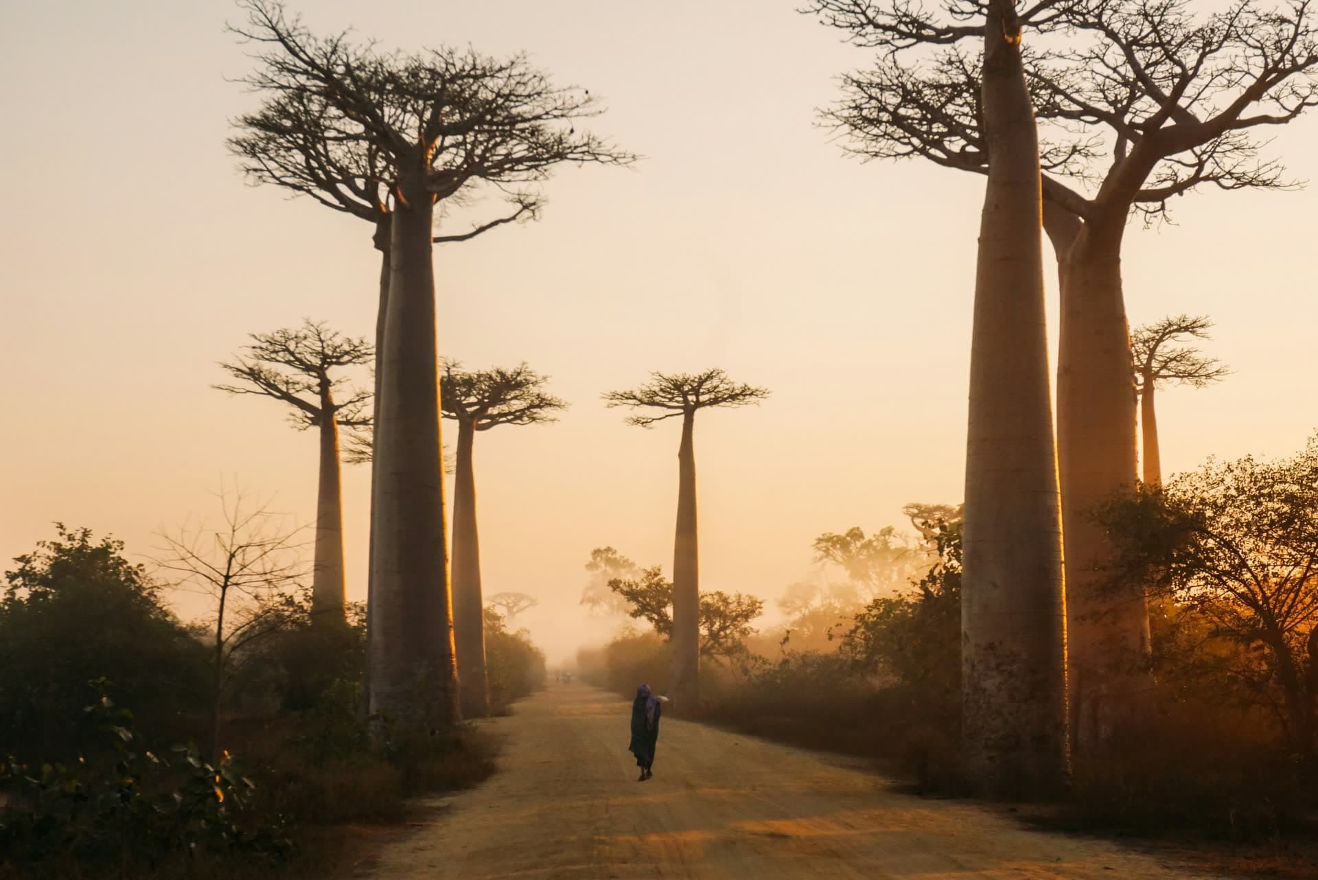 L'allée des baobabs au coucher du soleil, à Madagascar. Vivre à Madagascar : notre fiche expatriation.