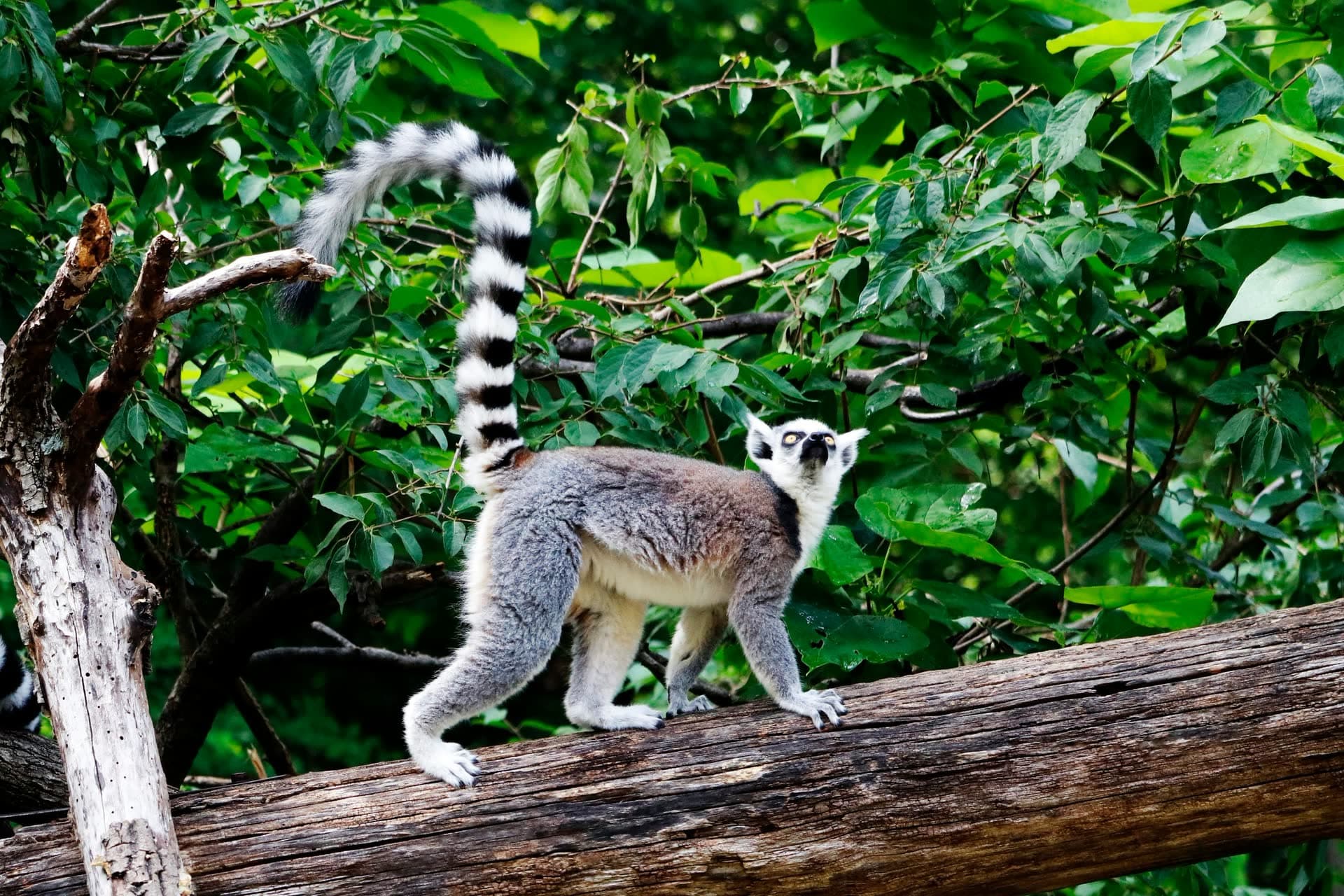 Lémurien catta sur une branche, à Madagascar