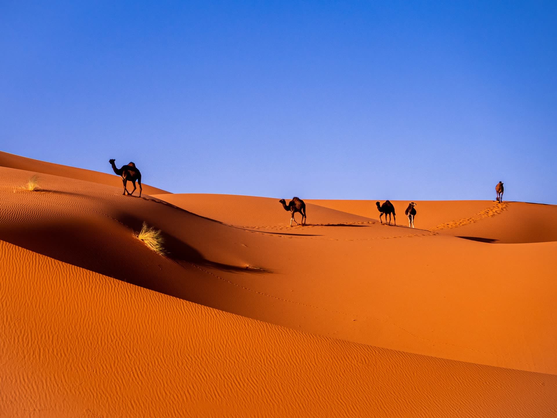 Caravane de dromadaires sur les dunes du Sahara marocain