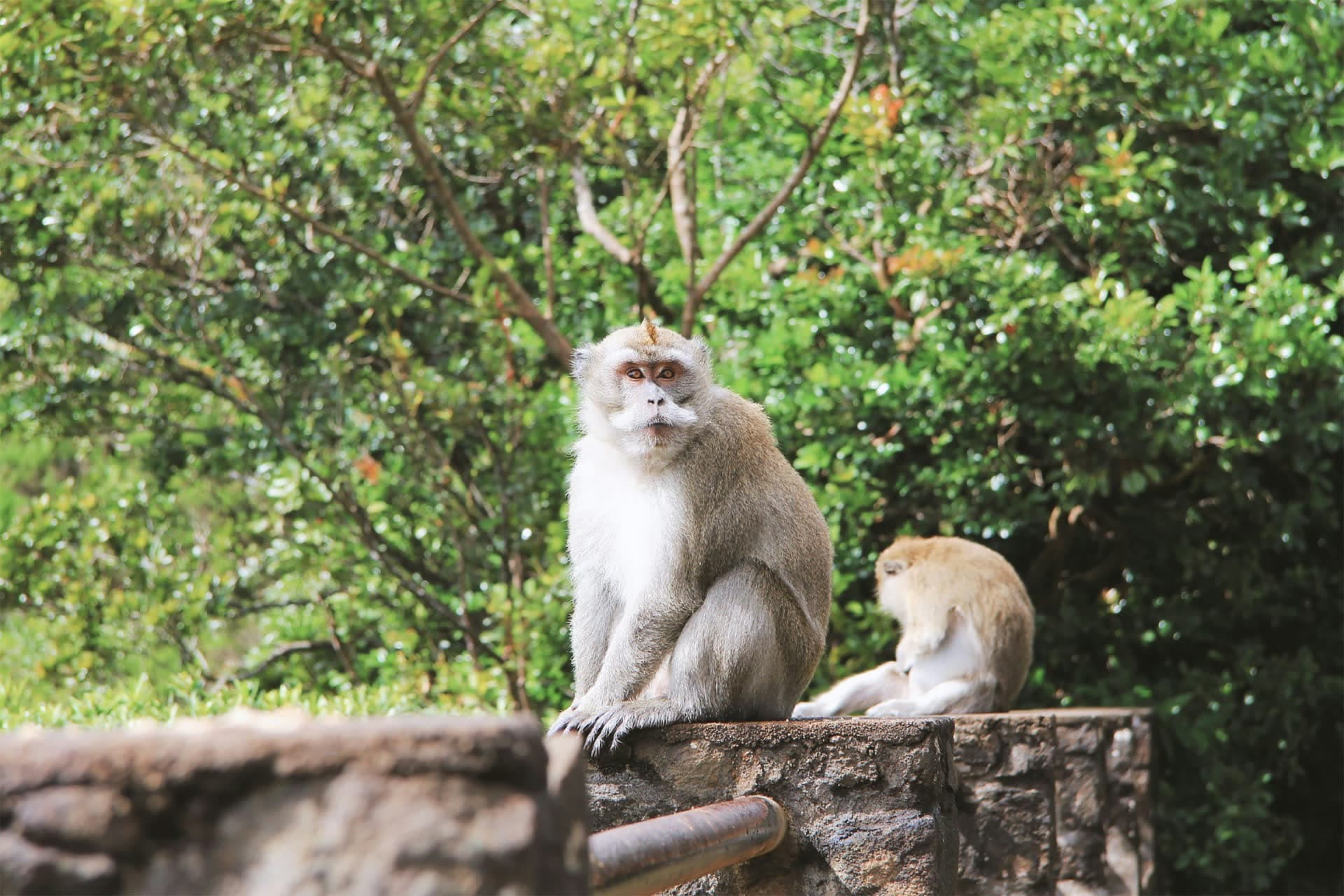 Macaques sur un muret, à l'île Maurice