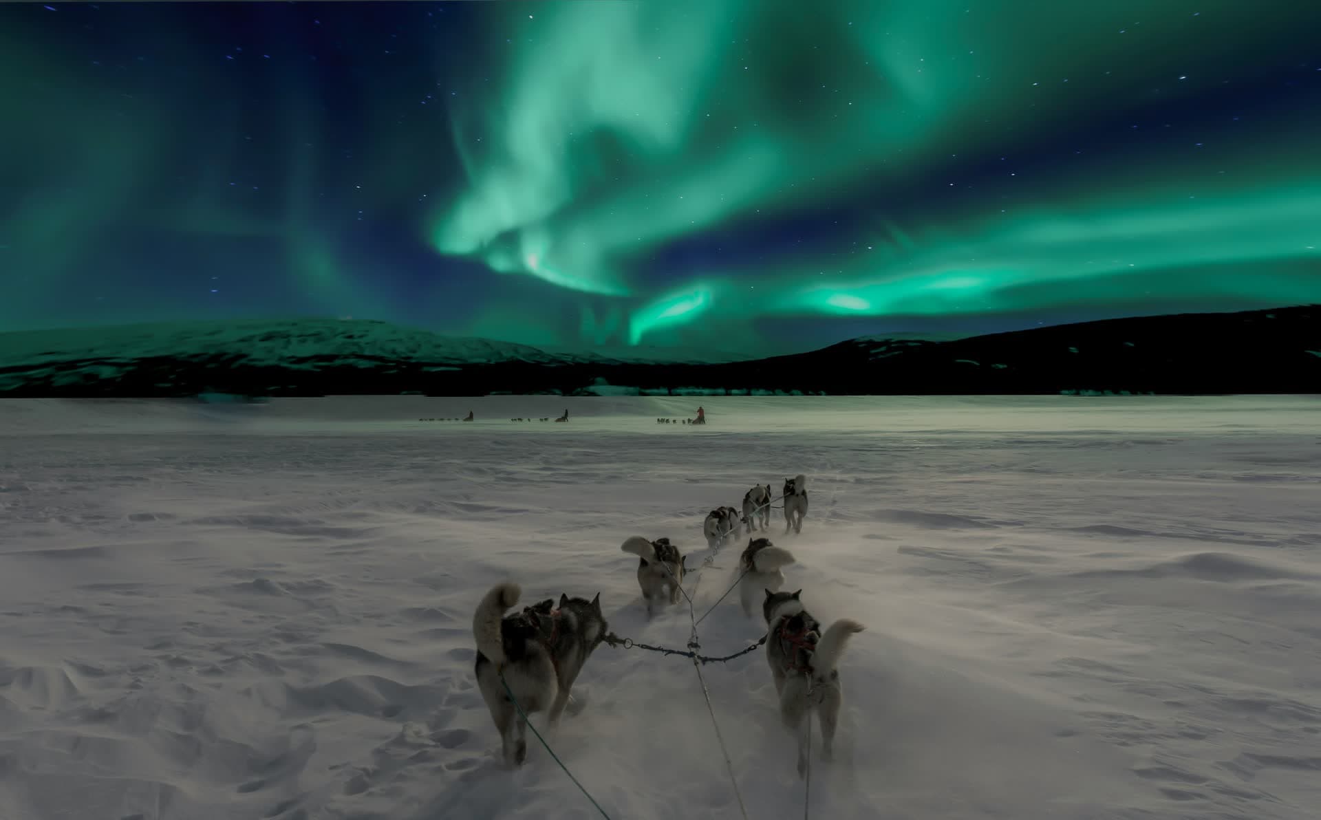 Aurore boréale au-dessus d'un attelage de chiens de traîneau, en Norvège