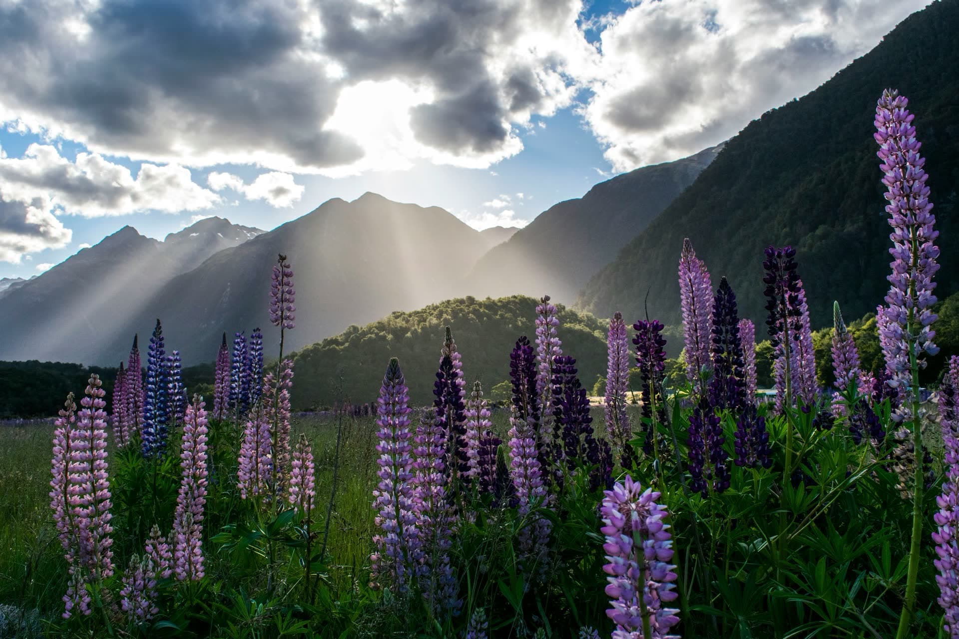 Lupins en fleurs devant les montagnes, en Nouvelle-Zélande. Vivre en Nouvelle-Zélande : notre fiche expatriation.