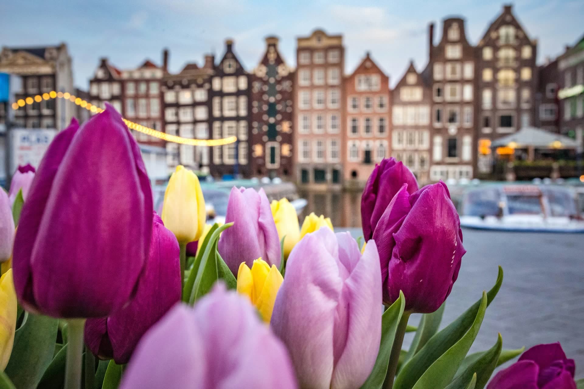 Tulipes devant les maisons à pignons d'Amsterdam, aux Pays-Bas. Vivre aux Pays-Bas : notre fiche expatriation.