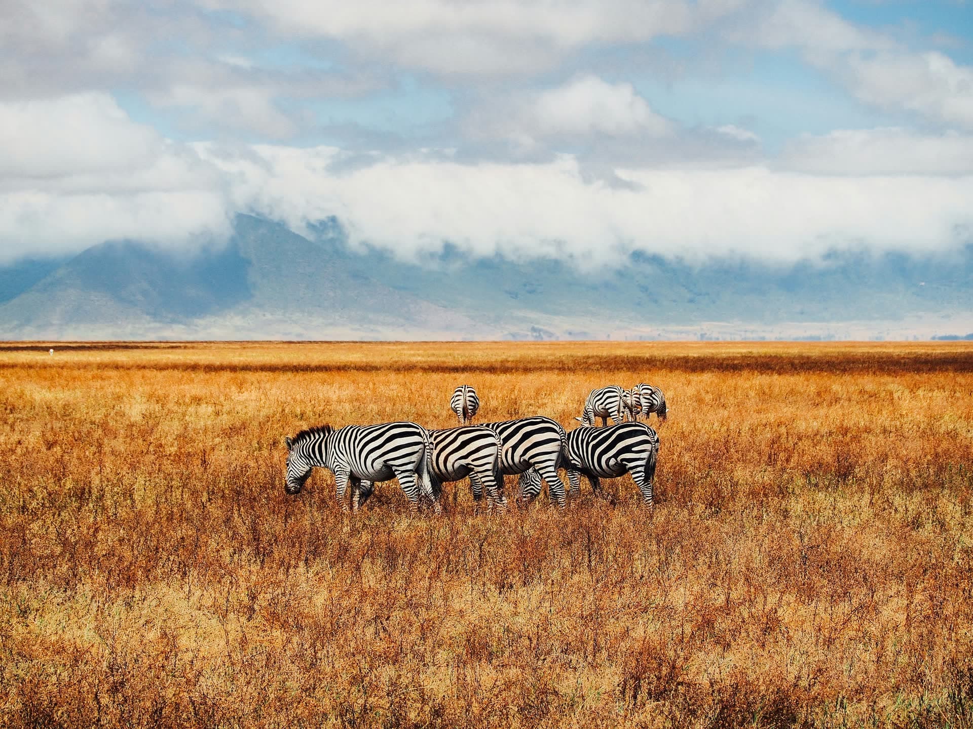 Zèbres dans la savane du Serengeti, en Tanzanie