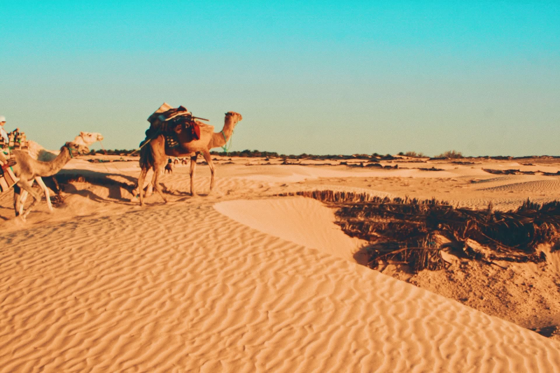 Dromadaires traversant les dunes du Sahara tunisien