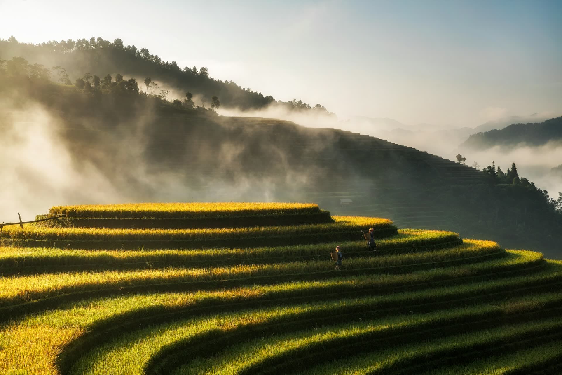 Rizières en terrasses dans la brume, au nord du Vietnam